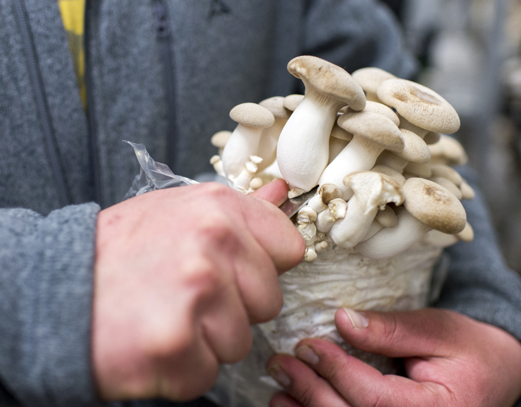 Bild https://stage.zuerioberland.ch/app/uploads/gossau_finefunghi_pilz_fotoshooting_2016-16-1024x800.jpg