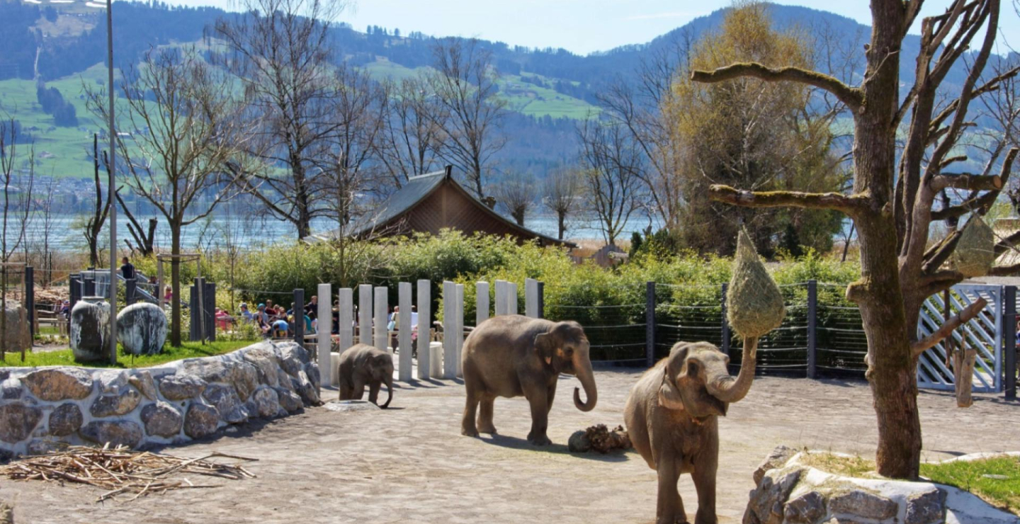 Elefanten im Knies Kinderzoo in Rapperswil.