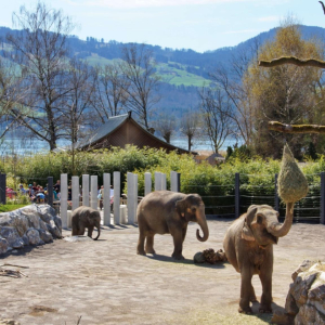 Elefanten im Knies Kinderzoo in Rapperswil.