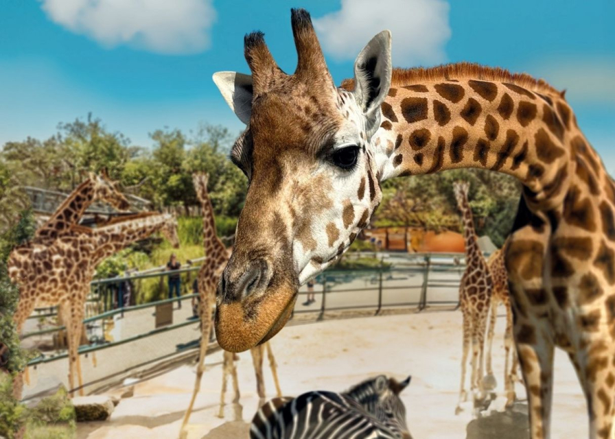 Knies Kinderzoo Rapperswil Giraffe