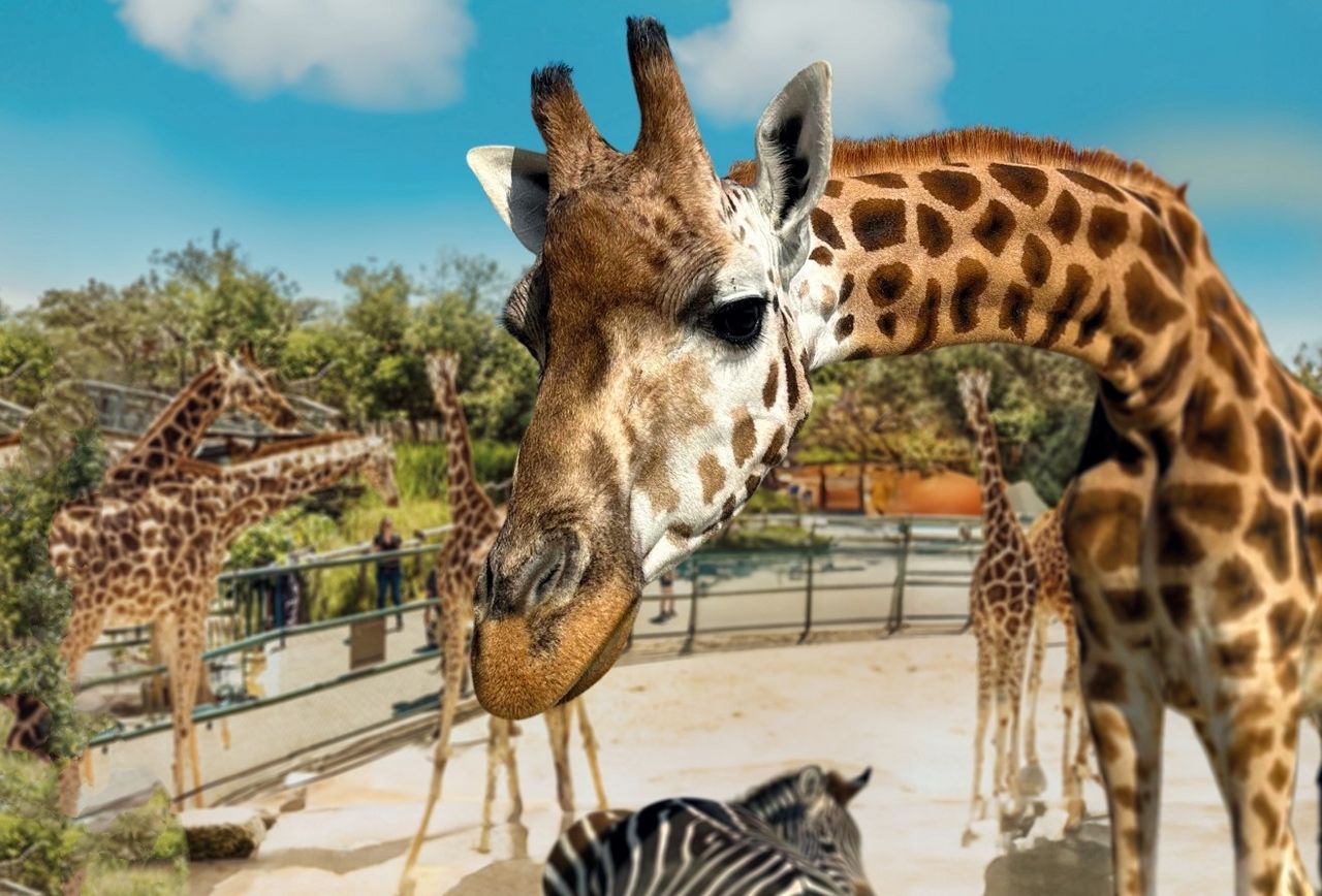 Knies Kinderzoo Rapperswil Giraffe